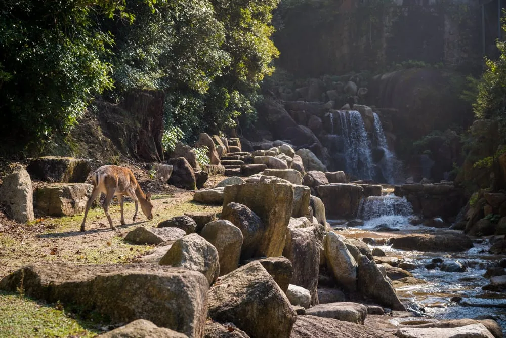 Dachigam National Park - Srinagar